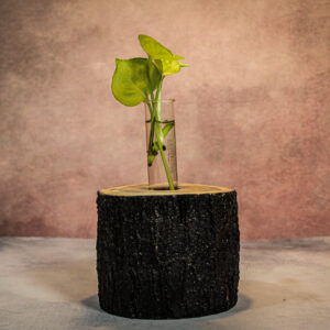 Wooden Log Tube Planter – Rustic Tabletop Vase
